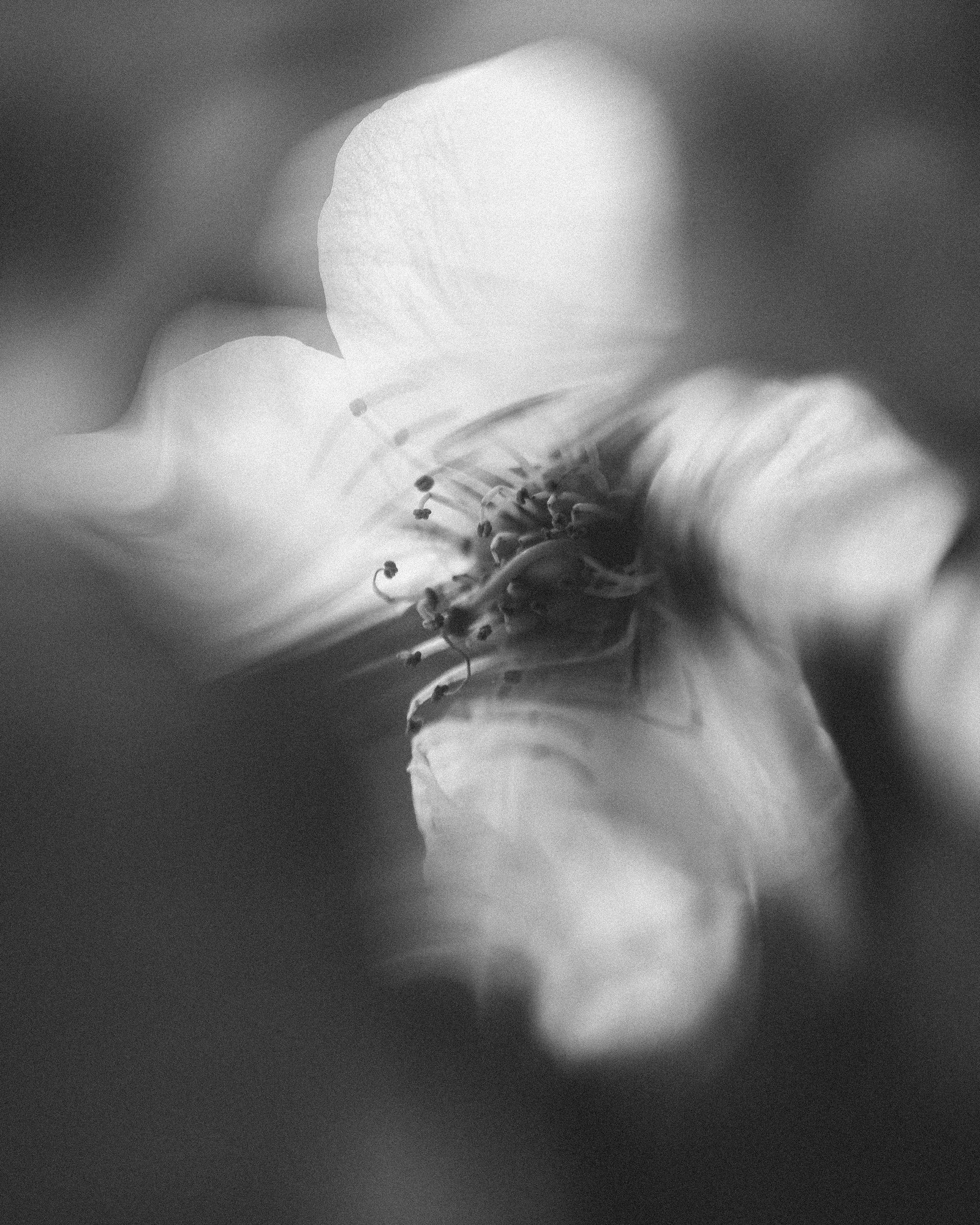 Oleh Riabchenko — April, spring blossoms, main photograph